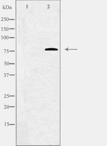 Complement C1s Antibody