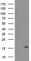 TMEM230 Antibody (clone OTI1B4)