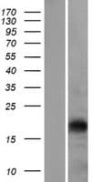 EPO / Erythropoietin Protein (Over-Expression Lysate Myc-DDK (Flag))
