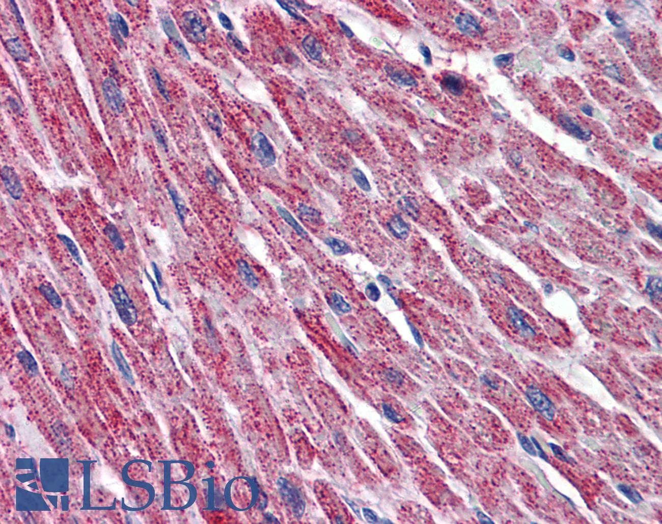 IHC-plus™ Monoclonal Mouse anti-Human DLD / Diaphorase / E3 Antibody (clone 3C1, IHC, WB)