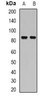 FACT / SSRP1 Antibody