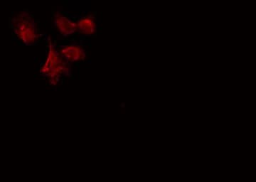 CDC7 Antibody