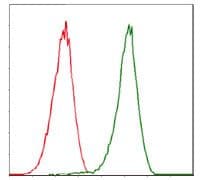 Monoclonal Mouse anti-Human CDK2 Antibody (clone 1A6, IHC, IF, WB)