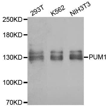 PUM1 Antibody