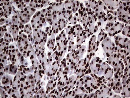 HNRNPL / hnRNP L Antibody (aa270-502, clone OTI2E4)