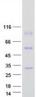 Human METTL7A Protein (Recombinant Myc-DDK (Flag))