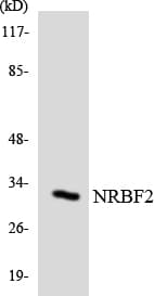 Polyclonal Rabbit anti-Human NRBF2 Antibody (aa122-171, WB)