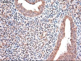 NTF3 / Neurotrophin 3 Antibody (clone OTI5C7)