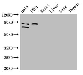 Polyclonal Rabbit anti-Human FCHO2 Antibody (IF, WB)