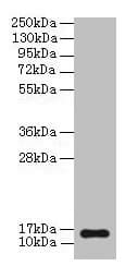 NPPB / BNP Antibody (aa27-102)