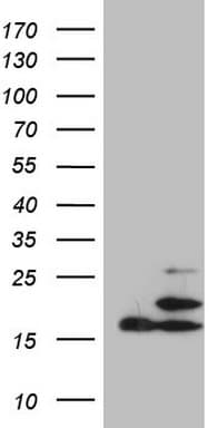 PPIF / Cyclophilin F Antibody (clone OTI4D3)