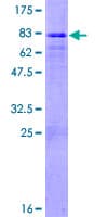Human FBXL3 Protein (Recombinant GST)