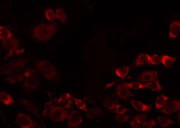 MRPL32 Antibody