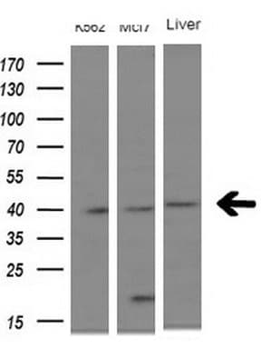 NUP43 Antibody (aa1-253, clone OTI6E11)