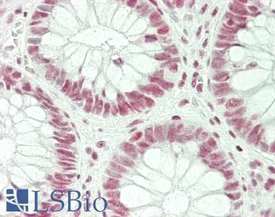 IHC-plus™ SFRS7 / 9G8 Antibody (aa54-103)
