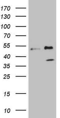 FBXO8 / FBX8 Antibody (aa1-231, clone OTI1A9)