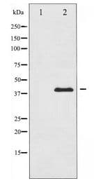 JUN / c-Jun Antibody