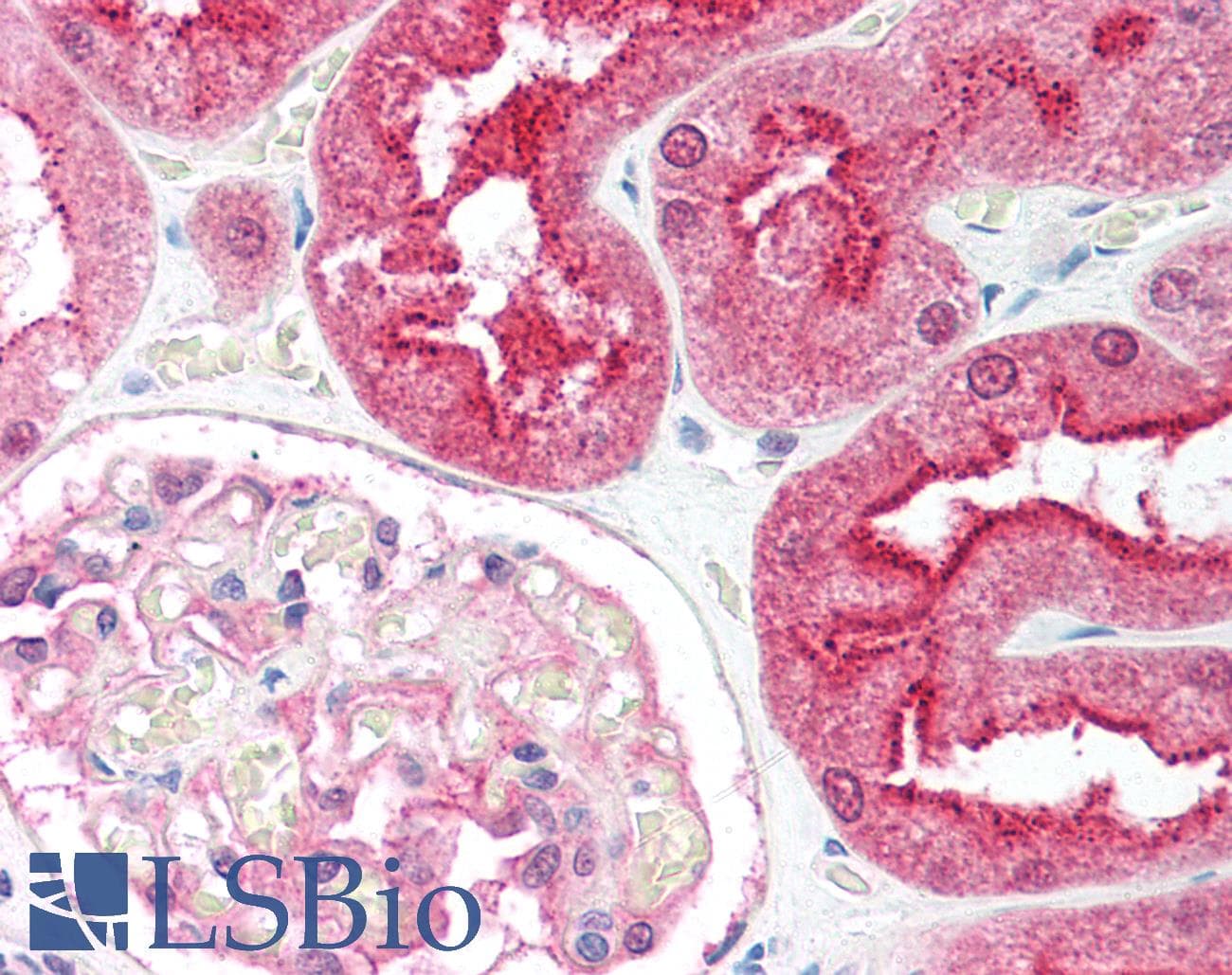 IHC-plus™ C1QTNF6 / CTRP6 Antibody