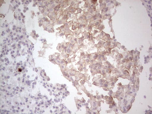 c-Met Antibody (aa570-885, clone OTI1E6)