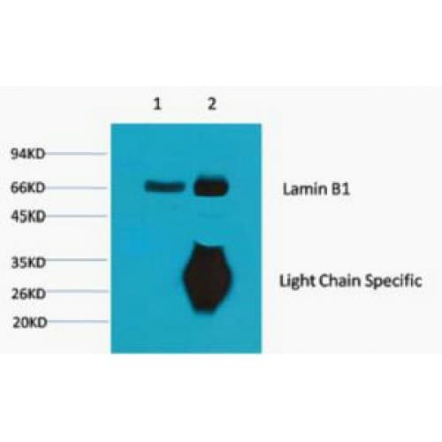 LMNB1 / Lamin B1 Antibody (clone 7C11)