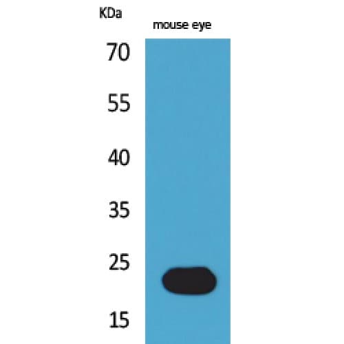 Polyclonal Rabbit anti-Human NIP3 / BNIP3 Antibody (Internal, WB)