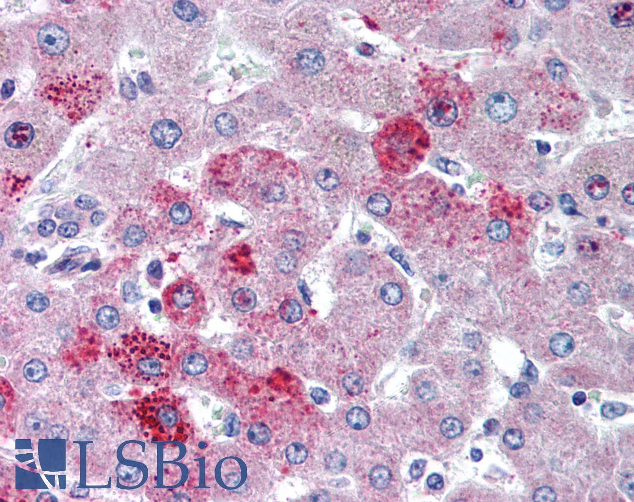 IHC-plus™ CCR10 / GPR2 Antibody (aa350-362)