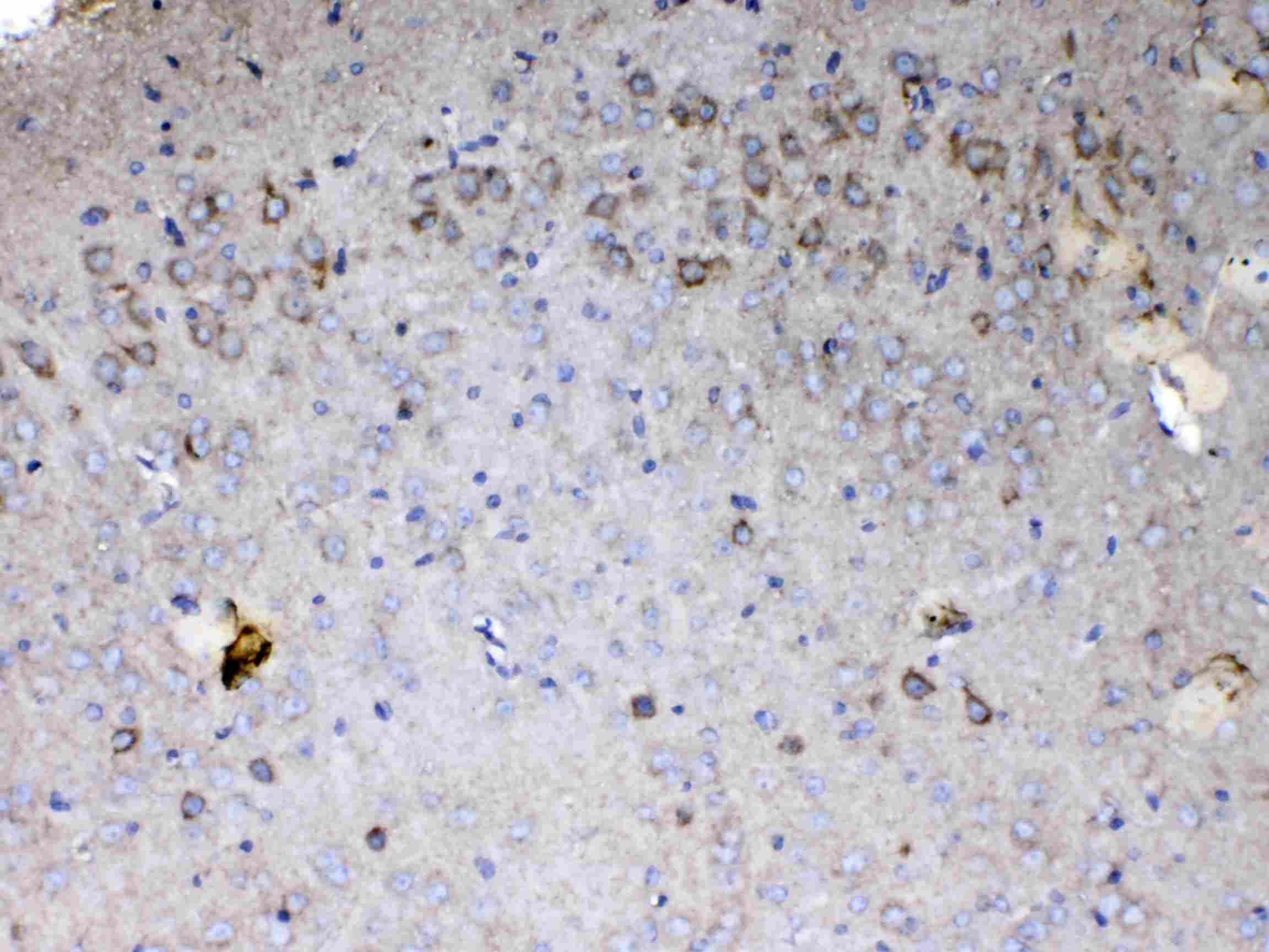 CYCS / Cytochrome c Antibody