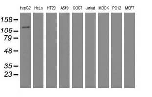 MICAL1 / MICAL Antibody (clone OTI6H10)