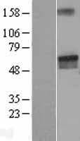 LGI2 Protein (Over-Expression Lysate Myc-DDK (Flag))