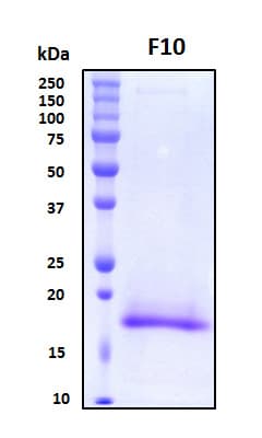 Human F10 / Factor X Protein (Recombinant His, N-Terminal)