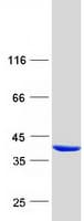 Human Pirin / PIR Protein (Recombinant Myc-DDK (Flag))