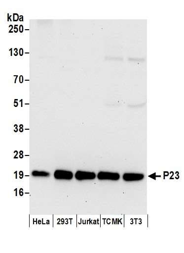 PTGES3 / p23 Antibody (aa110-160)