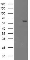 CYP17 / CYP17A1 Antibody (clone OTI9H4, Carrier-free)