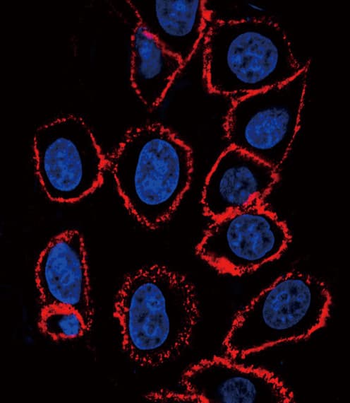 CD44 Antibody (clone Hermes-3)