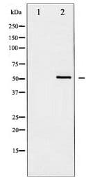 AKT1 Antibody