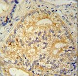 C16orf13 Antibody (aa1-30)