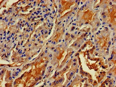 OMA1 Antibody