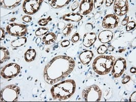 BDH2 Antibody (clone OTI2G1)
