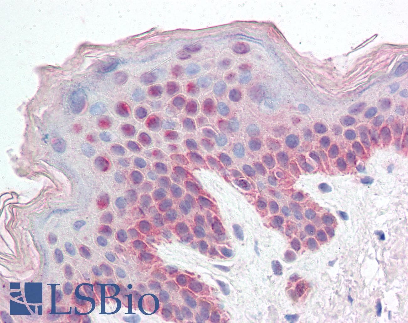 IHC-plus™ KDM2B / FBXL10 Antibody (aa1314-1326)