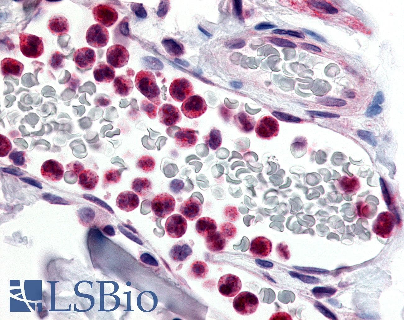 IHC-plus™ ADGRE3 / EMR3 Antibody (N-Terminus)