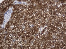c-Kit / CD117 Antibody (clone OTI2E3)