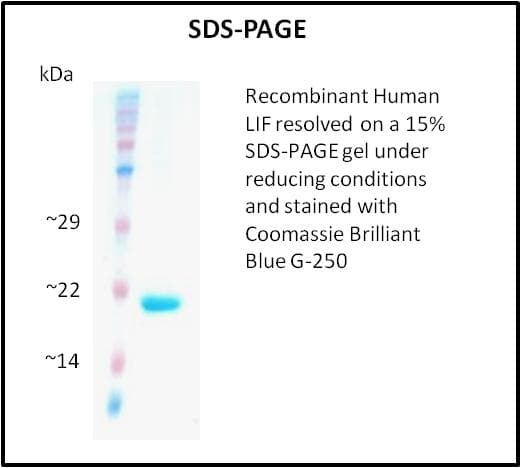 Human LIF Protein (Recombinant)