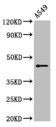 CCNB2 / Cyclin B2 Antibody