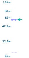Human BNIPL Protein (Recombinant GST)