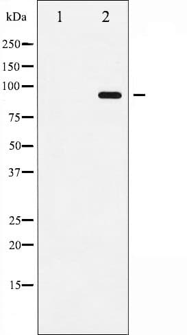 ADAM17 / TACE Antibody (phospho-Thr735)