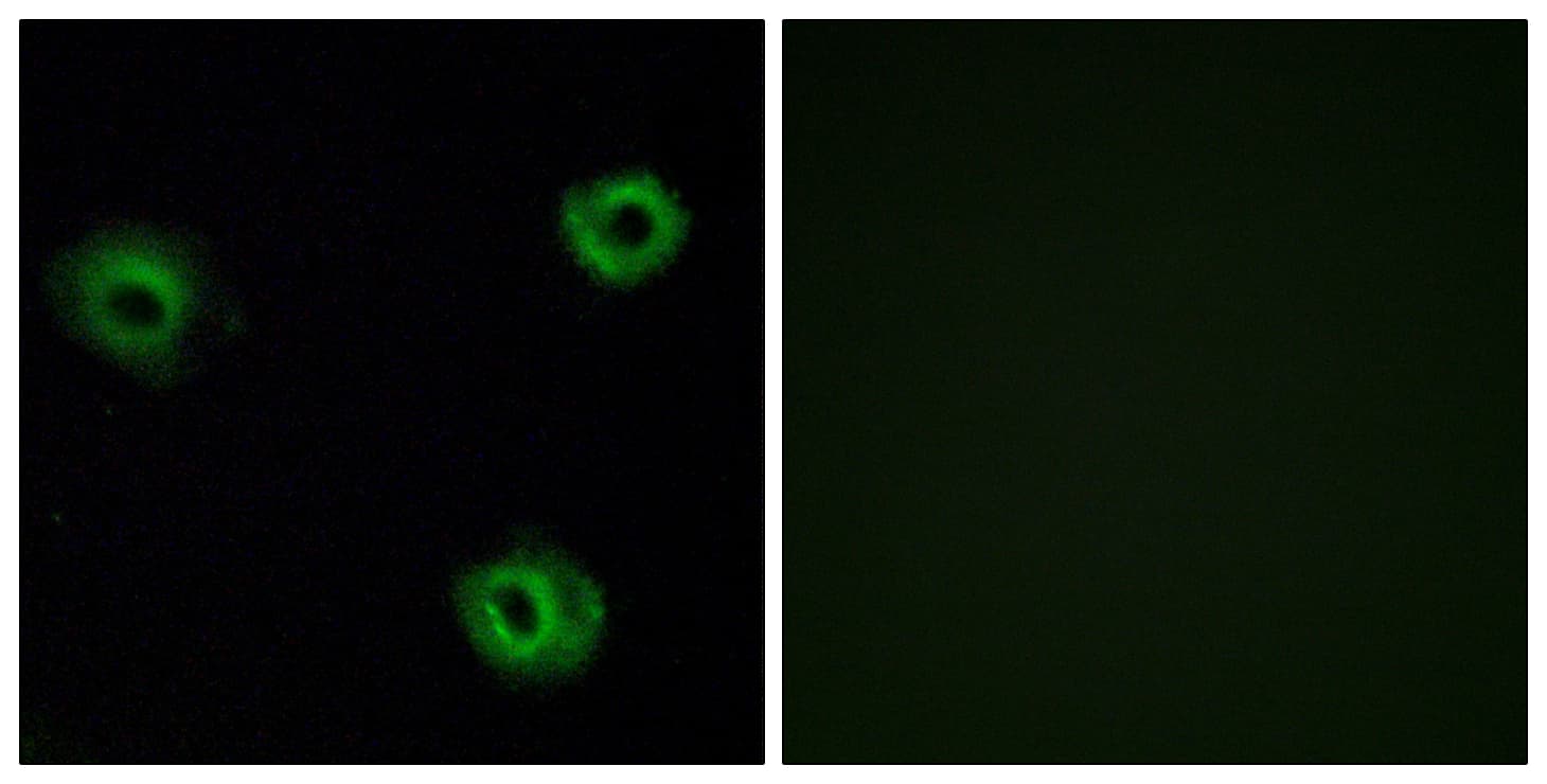 Polyclonal Rabbit anti-Human NTSR2 / NTR2 Antibody (aa151-200, IF, WB)