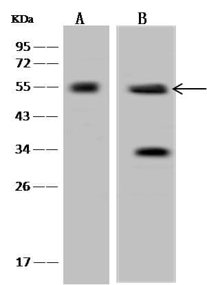 SIGLEC6 Antibody