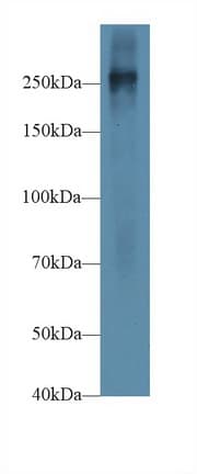 FN1 / Fibronectin Antibody (aa2117-2236, PE)