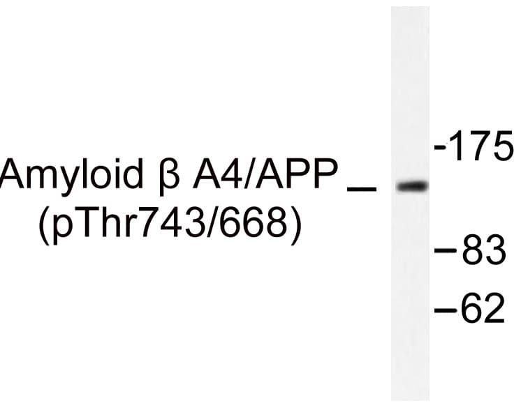 APP / Beta Amyloid Precursor Antibody (phospho-Thr743)