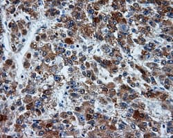 MCL1 / MCL 1 Antibody (clone OTI10F6)